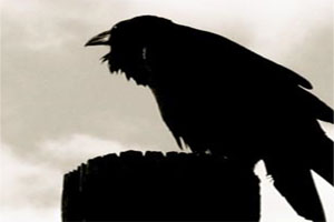 ROOK RAVEN CROW